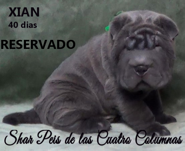 sharpeis cachorros azules minis venta disponibles