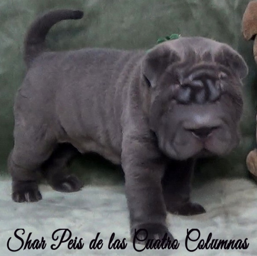 shar pei cachorro azul mini criadero venta disponibles