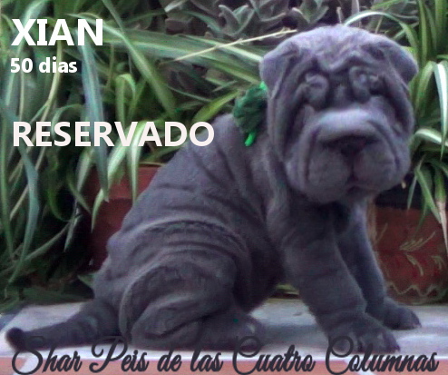 sharpeis cachorros azules minis venta disponibles