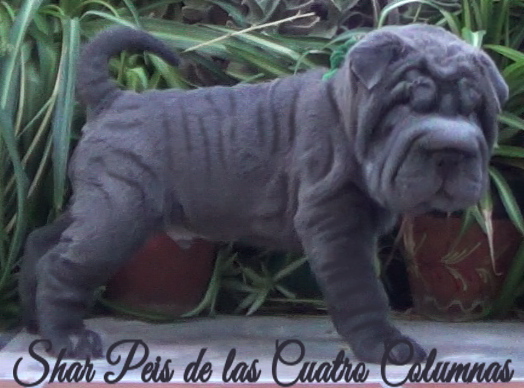 shar pei cachorro azul mini criadero venta disponibles