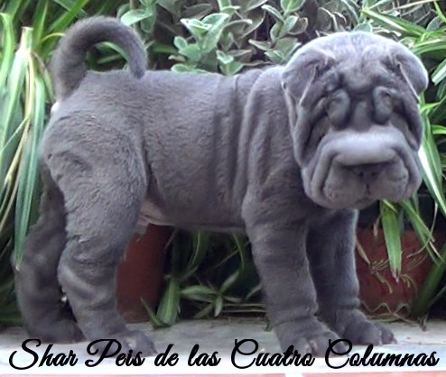 shar pei cachorro azul mini criadero venta disponibles