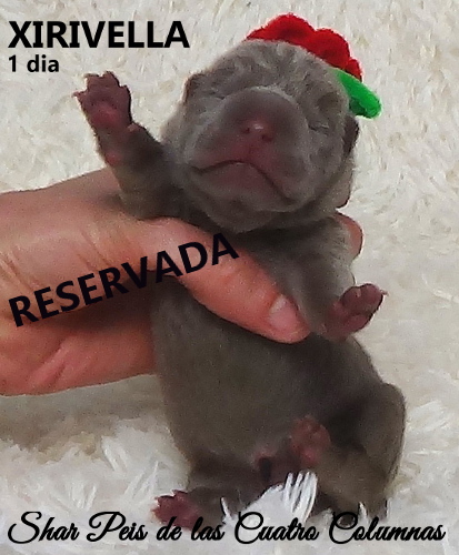 sharpeis cachorros azules minis venta disponibles