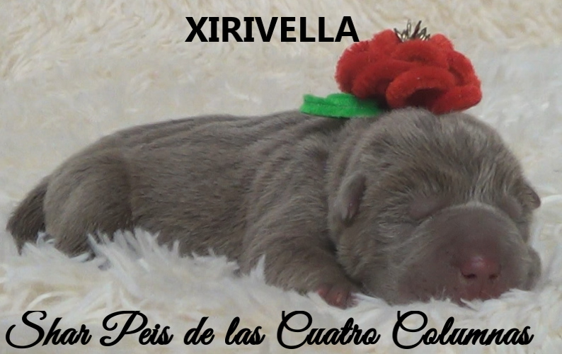 shar pei cachorro azul mini criadero venta disponibles