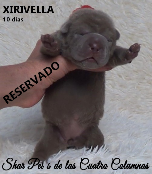 sharpeis cachorros azules minis venta disponibles