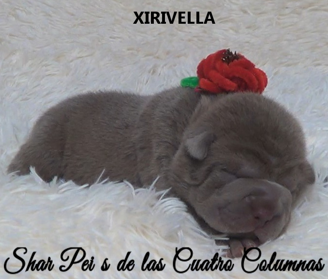 shar pei cachorro azul mini criadero venta disponibles