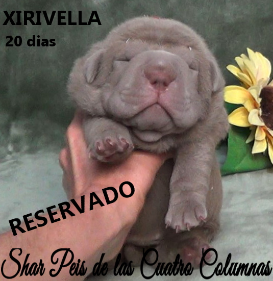 sharpeis cachorros azules minis venta disponibles