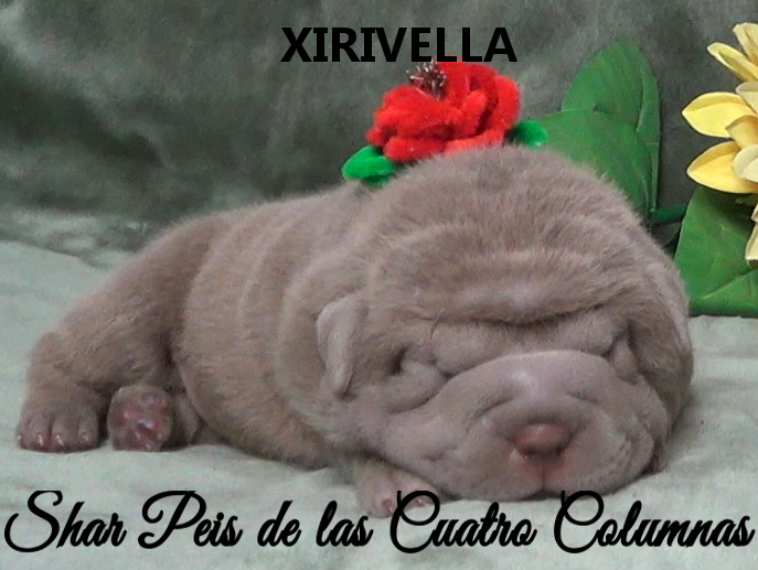 shar pei cachorro azul mini criadero venta disponibles