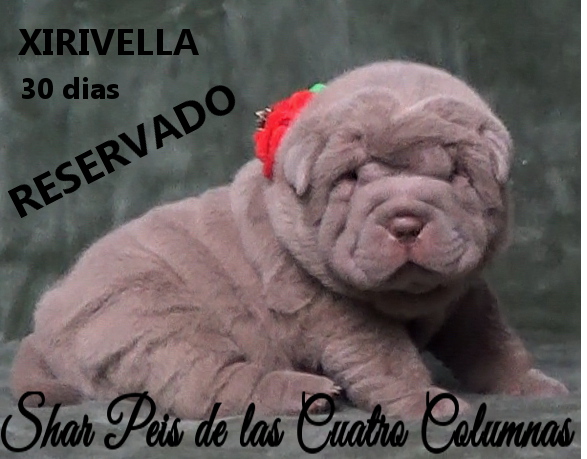 sharpeis cachorros azules minis venta disponibles