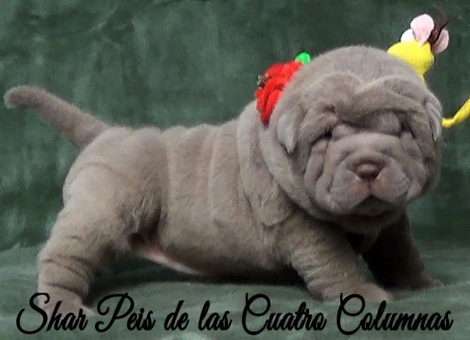 shar pei cachorro azul mini criadero venta disponibles