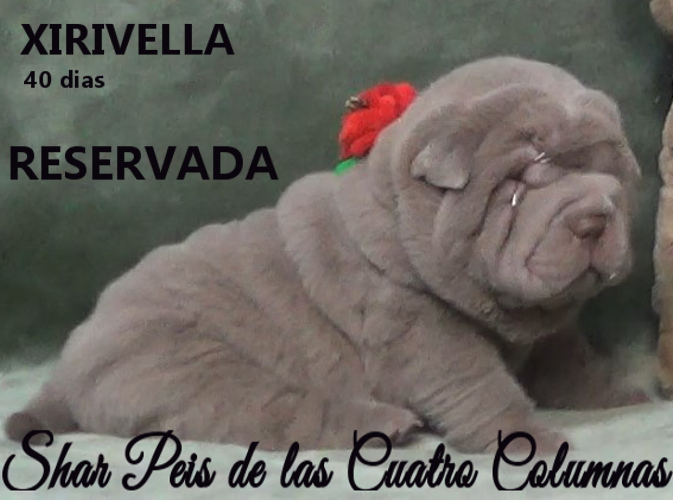 sharpeis cachorros azules minis venta disponibles