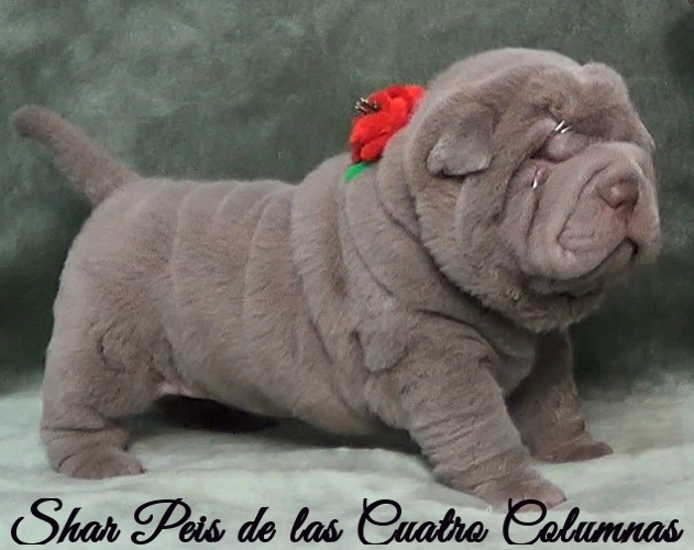 shar pei cachorro azul mini criadero venta disponibles