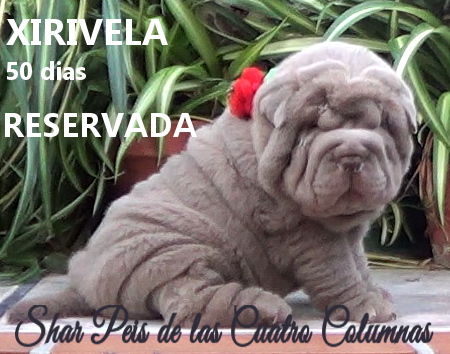 sharpeis cachorros azules minis venta disponibles