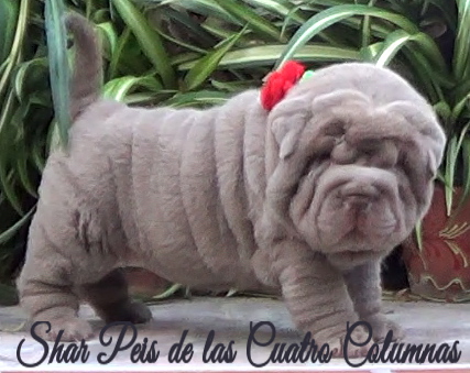 shar pei cachorro azul mini criadero venta disponibles