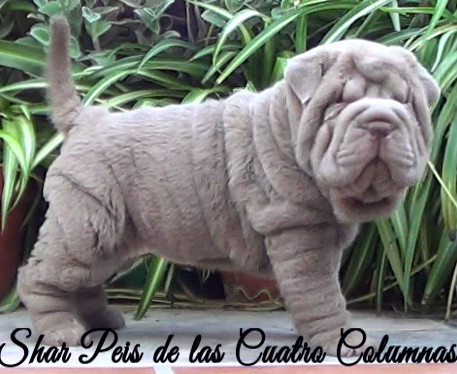 shar pei cachorro azul mini criadero venta disponibles