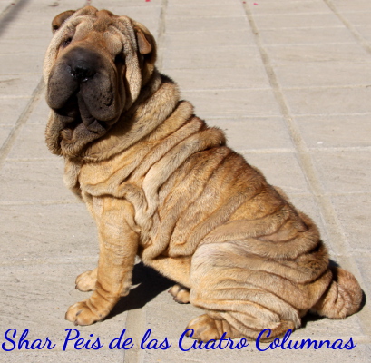 shar peis sobretipados