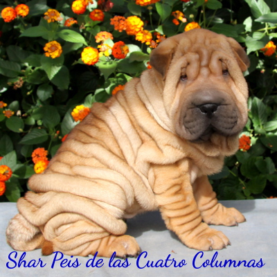 shar peis sobretipados
