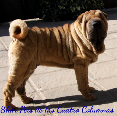 shar pei linea americana arrugados