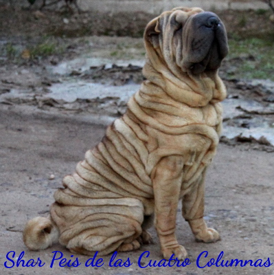 shar peis arrugados linea americana
