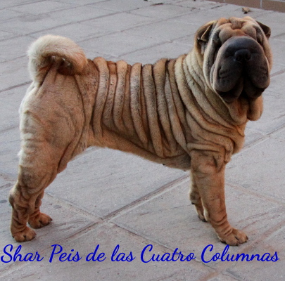 shar pei cachorros sobretipados