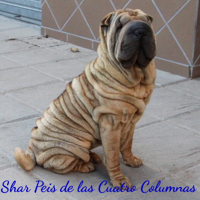 shar peis sobretipado linea americana