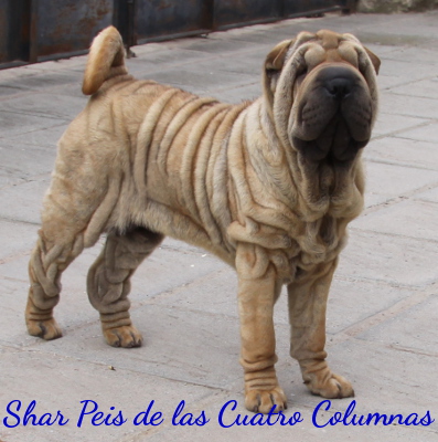 sharpei arrugado linea americana