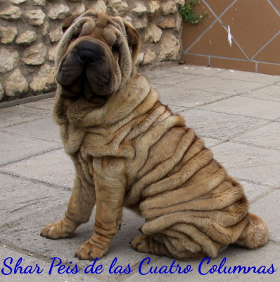 sharpei arrugado americanos