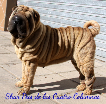 shar pei super sobretipado