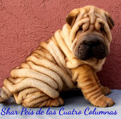 shar peis sobretipados