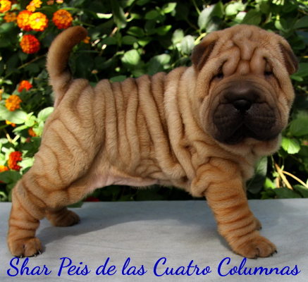 shar peis sobretipados