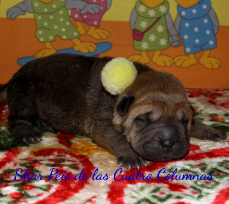 shar peis sobretipados