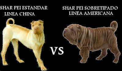 shar pei cachorros venta arrugados linea americana
