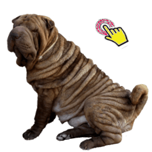 shar pei criadero