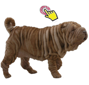 shar peis linea americana