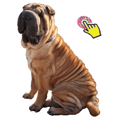 shar pei cachorro venta