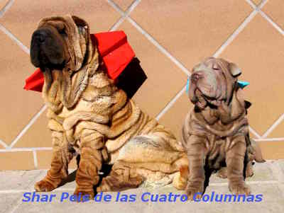  cachorro shar pei americano brush coat