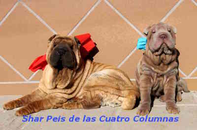 sharpei arrugado