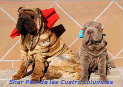 cachorros shar peis linea americana