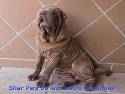 cepillo brush coat lila