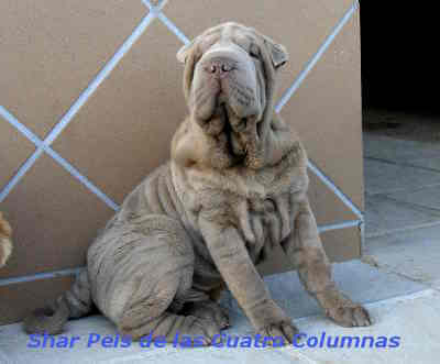 shar pei americano brush coat lila