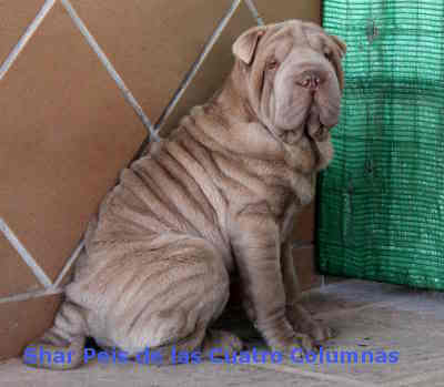 sharpei arrugado pelo cepillo