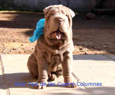 shar pei cachorros linea americana