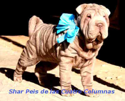 shar pei cachorros brush coat lila