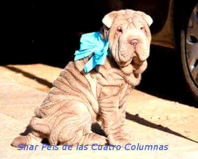 sharpeis arrugado sobretipados
