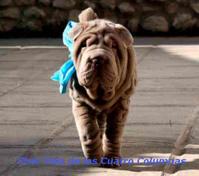 shar peis sobretipado lilac linea americana