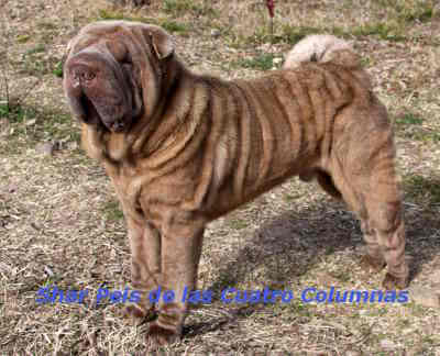 shar pei brush coat cepillo lila