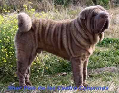 sharpei linea americana