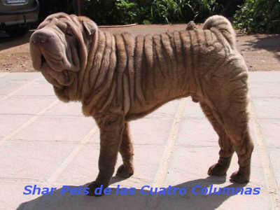shar pei brush coat lila
