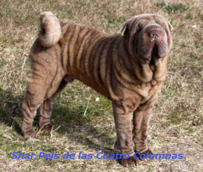 shar pei pelo caballo cepillo