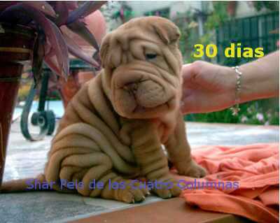 shar pei cachorros arrugados disponibles linea americana