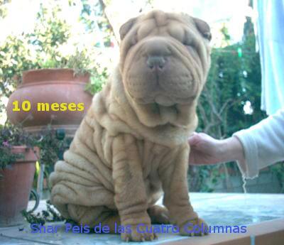 shar pey linea americana